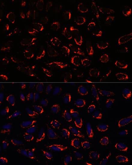 Immunocytochemistry/ Immunofluorescence: SHMT2 Antibody [NBP3-37977] - Immunofluorescence analysis of U-2 OS cells using SHMT2 Rabbit pAb at dilution of 1:100. Secondary antibody: Cy3-conjugated Goat anti-Rabbit IgG (H+L) at 1:500 dilution. Blue: DAPI for nuclear staining.