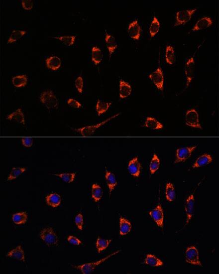 Immunocytochemistry/ Immunofluorescence: SHMT2 Antibody [NBP3-37977] - Immunofluorescence analysis of L929 cells using SHMT2 Rabbit pAb at dilution of 1:100. Secondary antibody: Cy3-conjugated Goat anti-Rabbit IgG (H+L) at 1:500 dilution. Blue: DAPI for nuclear staining.