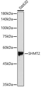 Western Blot: SHMT2 Antibody [NBP3-37977] - Western blot analysis of lysates from SW620 cells, using SHMT2 Rabbit pAb at 1:1000 dilution.Secondary antibody: HRP-conjugated Goat anti-Rabbit IgG (H+L) at 1:10000 dilution.Lysates/proteins: 25ug per lane.Blocking buffer: 3% nonfat dry milk in TBST.Detection: ECL Basic Kit.Exposure time: 1s.