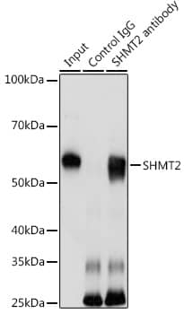 Immunoprecipitation: SHMT2 Antibody [NBP3-37977] - Immunoprecipitation analysis of 200 ug extracts of HeLa cells using 3 ug SHMT2 antibody. Western blot was performed from the immunoprecipitate using SHMT2 antibody at a dilution of 1:1000.