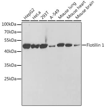 Western Blot: Flotillin-1 Antibody [NBP3-37979] - Western blot analysis of various lysates using Flotillin-1 Rabbit pAb at 1:1000 dilution.Secondary antibody: HRP-conjugated Goat anti-Rabbit IgG (H+L) at 1:10000 dilution.Lysates/proteins: 25ug per lane.Blocking buffer: 3% nonfat dry milk in TBST.Detection: ECL Basic Kit.Exposure time: 30s.