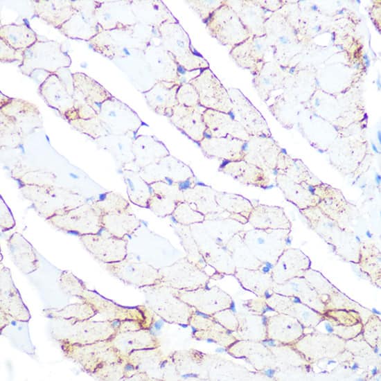 Immunohistochemistry: Flotillin-1 Antibody [NBP3-37979] - Immunohistochemistry analysis of paraffin-embedded Rat heart using Flotillin-1 Rabbit pAb at dilution of 1:100 (40x lens). Microwave antigen retrieval performed with 0.01M Tris/EDTA Buffer (pH 9.0) prior to IHC staining.