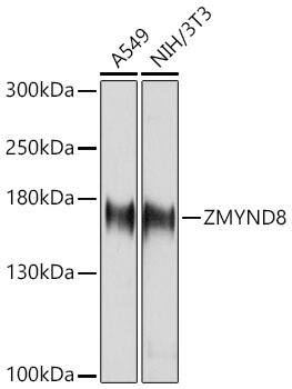 Western Blot: PRKCBP1 Antibody [NBP3-37981] - Western Blot analysis of various lysates using [KO Validated] PRKCBP1 Rabbit pAb at 1:2000 dilution incubated overnight at 4C.Secondary antibody: HRP-conjugated Goat anti-Rabbit IgG (H+L) at 1:10000 dilution.Lysates/proteins: 25 ug per lane.Blocking buffer: 3% nonfat dry milk in TBST.Detection: ECL Basic Kit.Exposure time: 5s.