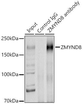 Western Blot: PRKCBP1 Antibody [NBP3-37981] - Western blot analysis of various lysates using [KO Validated] PRKCBP1 Rabbit pAb at 1:2000 dilution incubated overnight at 4C.Secondary antibody: HRP-conjugated Goat anti-Rabbit IgG (H+L) at 1:10000 dilution.Lysates/proteins: 25 ug per lane.Blocking buffer: 3% nonfat dry milk in TBST.Detection: ECL Basic Kit.Exposure time: 5s.