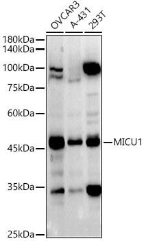 Western Blot CBARA1 Antibody - BSA Free