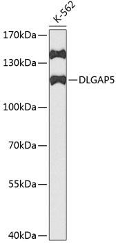 Western Blot: DLG7/HURP Antibody [NBP3-37984] - Western blot analysis of lysates from K562 cells, using DLG7/HURP Rabbit pAb at 1:1000 dilution.Secondary antibody: HRP-conjugated Goat anti-Rabbit IgG (H+L) at 1:10000 dilution.Lysates/proteins: 25ug per lane.Blocking buffer: 3% nonfat dry milk in TBST.Detection: ECL Basic Kit.Exposure time: 90s.