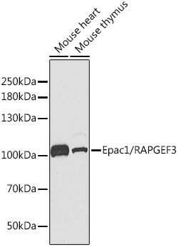 Western Blot: RAPGEF3 Antibody [NBP3-37986] - Western blot analysis of various lysates using RAPGEF3 Rabbit pAb at 1:1000 dilution.Secondary antibody: HRP-conjugated Goat anti-Rabbit IgG (H+L) at 1:10000 dilution.Lysates/proteins: 25ug per lane.Blocking buffer: 3% nonfat dry milk in TBST.