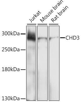 Western Blot: CHD3 Antibody [NBP3-37987] - Western blot analysis of various lysates using CHD3 Rabbit pAb at 1:1000 dilution.Secondary antibody: HRP-conjugated Goat anti-Rabbit IgG (H+L) at 1:10000 dilution.Lysates/proteins: 25ug per lane.Blocking buffer: 3% nonfat dry milk in TBST.Detection: ECL Enhanced Kit.Exposure time: 30s.