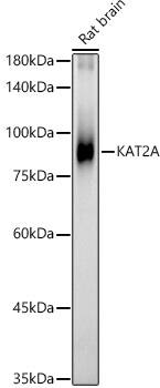 Western Blot: KAT2A/GCN5 Antibody [NBP3-37988] - Western blot analysis of lysates from Rat brain, using KAT2A/GCN5 Rabbit pAb at  1:400 dilution.Secondary antibody: HRP-conjugated Goat anti-Rabbit IgG (H+L) at 1:10000 dilution.Lysates/proteins: 25ug per lane.Blocking buffer: 3% nonfat dry milk in TBST.Detection: ECL Basic Kit.Exposure time: 30s.