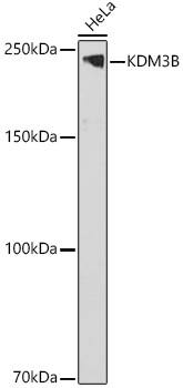 Western Blot: JMJD1B Antibody [NBP3-37990] - Western blot analysis of lysates from Hela cells, using JMJD1B Rabbit pAb at 1:1000 dilution.Secondary antibody: HRP-conjugated Goat anti-Rabbit IgG (H+L) at 1:10000 dilution.Lysates/proteins: 25ug per lane.Blocking buffer: 3% nonfat dry milk in TBST.Detection: ECL Basic Kit.Exposure time: 90s.