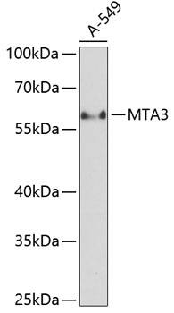 Western Blot: MTA3 Antibody [NBP3-37991] - Western blot analysis of lysates from A-549 cells, using MTA3 Rabbit pAb at 1:1000 dilution.Secondary antibody: HRP-conjugated Goat anti-Rabbit IgG (H+L) at 1:10000 dilution.Lysates/proteins: 25ug per lane.Blocking buffer: 3% nonfat dry milk in TBST.Detection: ECL Basic Kit.Exposure time: 30s.