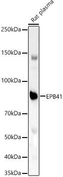 Western Blot: EPB41 Antibody [NBP3-37997] - Western blot analysis of various lysates using EPB41 Rabbit pAb at 1:1000 dilution.Secondary antibody: HRP-conjugated Goat anti-Rabbit IgG (H+L) at 1:10000 dilution.Lysates/proteins: 25ug per lane.Blocking buffer: 3% nonfat dry milk in TBST.Detection: ECL Enhanced Kit.