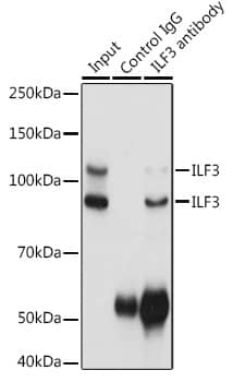 Immunoprecipitation: ILF3 Antibody [NBP3-37999] - Immunoprecipitation analysis of 300 ug extracts of HeLa cells using 3 ug ILF3 antibody. Western blot was performed from the immunoprecipitate using ILF3 antibody at a dilution of 1:1000.