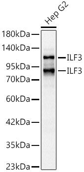 Western Blot: ILF3 Antibody [NBP3-37999] - Western Blot analysis of lysates from Hep G2 cells using ILF3 Rabbit pAbat 1:1000 dilution.Secondary antibody:HRP Goat Anti-Rabbit IgG (H+L)at 1:10000 dilution.Lysates/proteins: 25 ug per lane.Blocking buffer: 3% nonfat dry milk in TBST.Detection:ECL Basic Kit.Exposuretime:0.5s.