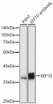 Immunoprecipitation: EEF1D Antibody [NBP3-38001] - Immunoprecipitation of EEF1D in 300 ug extracts from jurkat cells using 3 ug EEF1D Rabbit pAb at 1:500 dilution.