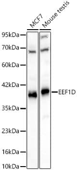 Western Blot EEF1D Antibody