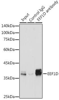 Immunohistochemistry: EEF1D Antibody [NBP3-38001] - Immunohistochemistry analysis of paraffin-embedded Rat kidney tissue using EEF1D Rabbit pAb  at a dilution of  1:200 (40x lens). High pressure antigen retrieval was performed with 0.01 M citrate buffer (pH 6.0) prior to IHC staining.