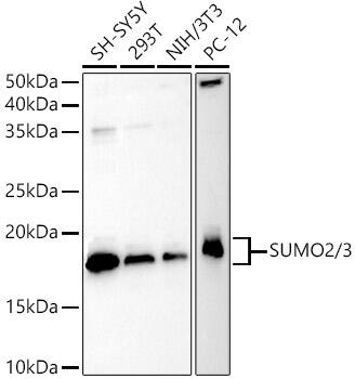 Western Blot: SUMO2 Antibody [NBP3-38006] - Western blot analysis of various lysates using SUMO2 Rabbit pAb at 1:500 dilution.Secondary antibody: HRP-conjugated Goat anti-Rabbit IgG (H+L) at 1:10000 dilution.Lysates/proteins: 25ug per lane.Blocking buffer: 3% nonfat dry milk in TBST.Detection: ECL Basic Kit.Exposure time: 180s.