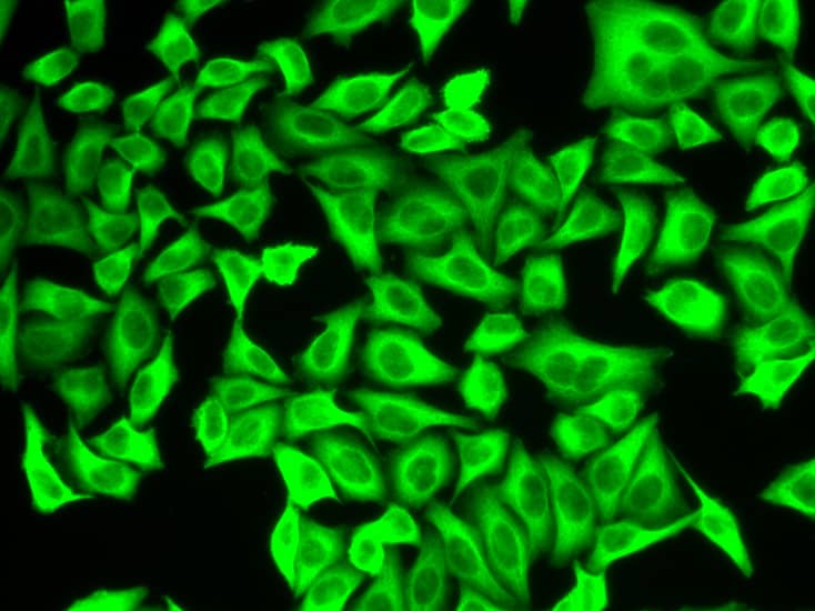 Immunocytochemistry/ Immunofluorescence: ALDH4A1 Antibody [NBP3-38007] - Immunofluorescence analysis of A549 cells using ALDH4A1 Rabbit pAb.Secondary antibody: Cy3-conjugated Goat anti-Rabbit IgG (H+L) at 1:500 dilution.