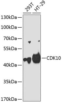 Western Blot CDK10 Antibody - BSA Free