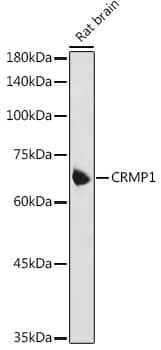 Western Blot: CRMP1 Antibody [NBP3-38009] - Western blot analysis of lysates from Rat brain, using CRMP1 Rabbit pAb at 1:1000 dilution.Secondary antibody: HRP-conjugated Goat anti-Rabbit IgG (H+L) at 1:10000 dilution.Lysates/proteins: 25ug per lane.Blocking buffer: 3% nonfat dry milk in TBST.Detection: ECL Basic Kit.Exposure time: 5s.