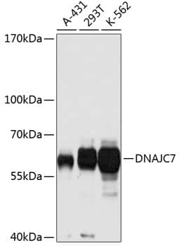 Western Blot: DNAJC7 Antibody [NBP3-38013] - Western blot analysis of various lysates using DNAJC7 Rabbit pAb at 1:1000 dilution.Secondary antibody: HRP-conjugated Goat anti-Rabbit IgG (H+L) at 1:10000 dilution.Lysates/proteins: 25ug per lane.Blocking buffer: 3% nonfat dry milk in TBST.Detection: ECL Basic Kit.Exposure time: 30s.