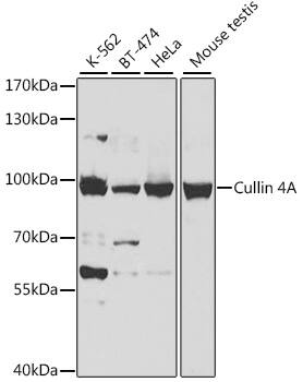 Western Blot: Cullin 4a Antibody [NBP3-38019] - Western blot analysis of various lysates using Cullin 4a Rabbit pAb at 1:500 dilution.Secondary antibody: HRP-conjugated Goat anti-Rabbit IgG (H+L) at 1:10000 dilution.Lysates/proteins: 25ug per lane.Blocking buffer: 3% nonfat dry milk in TBST.Detection: ECL Basic Kit.Exposure time: 5s.