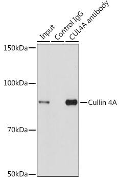 Immunoprecipitation: Cullin 4a Antibody [NBP3-38019] - Immunoprecipitation analysis of 200 ug extracts of HeLa cells using 3 ug Cullin 4a antibody. Western blot was performed from the immunoprecipitate using Cullin 4a antibody at a dilution of 1:1000.