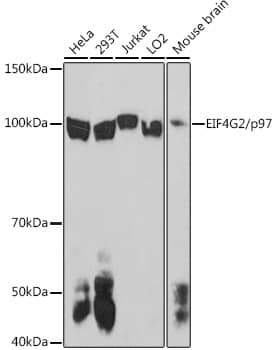 Western Blot: DAP5 Antibody [NBP3-38020] - Western blot analysis of various lysates using DAP5 Rabbit pAb at 1:1000 dilution.Secondary antibody: HRP-conjugated Goat anti-Rabbit IgG (H+L) at 1:10000 dilution.Lysates/proteins: 25ug per lane.Blocking buffer: 3% nonfat dry milk in TBST.Detection: ECL Basic Kit.Exposure time: 180s.