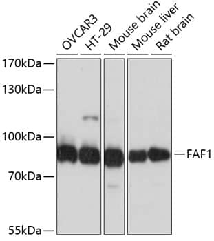 Western Blot: FAF1 Antibody [NBP3-38022] - Western blot analysis of various lysates using FAF1 Rabbit pAb at 1:3000 dilution.Secondary antibody: HRP-conjugated Goat anti-Rabbit IgG (H+L) at 1:10000 dilution.Lysates/proteins: 25ug per lane.Blocking buffer: 3% nonfat dry milk in TBST.Detection: ECL Basic Kit.Exposure time: 30s.