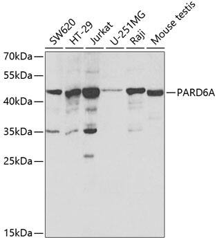 Western Blot: PARD6A Antibody [NBP3-38027] - Western blot analysis of various lysates using PARD6A Rabbit pAb at 1:200 dilution.Secondary antibody: HRP-conjugated Goat anti-Rabbit IgG (H+L) at 1:10000 dilution.Lysates/proteins: 25ug per lane.Blocking buffer: 3% nonfat dry milk in TBST.Detection: ECL Basic Kit.Exposure time: 90s.