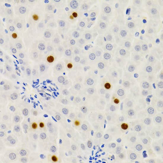 Immunohistochemistry: GEMIN2 Antibody [NBP3-38028] - Immunohistochemistry analysis of paraffin-embedded Rat liver using GEMIN2 Rabbit pAb at dilution of 1:200 (40x lens). Microwave antigen retrieval performed with 0.01M PBS Buffer (pH 7.2) prior to IHC staining.