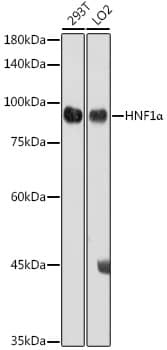 Western Blot: HNF1 Antibody [NBP3-38029] - Western blot analysis of various lysates using HNF1 Rabbit pAb at 1:1000 dilution.Secondary antibody: HRP-conjugated Goat anti-Rabbit IgG (H+L) at 1:10000 dilution.Lysates/proteins: 25ug per lane.Blocking buffer: 3% nonfat dry milk in TBST.Detection: ECL Basic Kit.Exposure time: 180s.