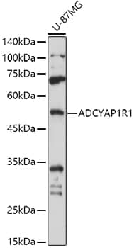 Western Blot PAC1R Antibody