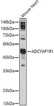 Western Blot: PAC1R Antibody [NBP3-38030] - Western blot analysis of lysates from Mouse heart , using PAC1R Rabbit pAb at 1:1000 dilution.Secondary antibody: HRP-conjugated Goat anti-Rabbit IgG (H+L) at 1:10000 dilution.Lysates/proteins: 25ug per lane.Blocking buffer: 3% nonfat dry milk in TBST.Detection: ECL Basic Kit.Exposure time: 5s.