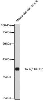 Western Blot: Fbx32 Antibody [NBP3-38033] - Western blot analysis of lysates from Mouse skeletal muscle, using Fbx32 Rabbit pAb at 1:1000 dilution.Secondary antibody: HRP-conjugated Goat anti-Rabbit IgG (H+L) at 1:10000 dilution.Lysates/proteins: 25ug per lane.Blocking buffer: 3% nonfat dry milk in TBST.Detection: ECL Basic Kit.Exposure time: 10s.