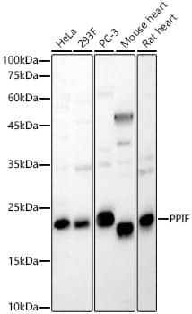 Western Blot: Cyclophilin-F Antibody [NBP3-38034] - Western blot analysis of various lysates, using Cyclophilin-F Rabbit pAb at 1:600 dilution.Secondary antibody: HRP-conjugated Goat anti-Rabbit IgG (H+L) at 1:10000 dilution.Lysates/proteins: 25ug per lane.Blocking buffer: 3% nonfat dry milk in TBST.Detection: ECL Basic Kit.Exposure time: 30s.