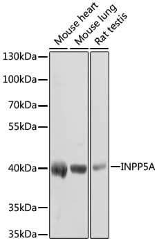 Western Blot: INPP5A Antibody [NBP3-38035] - Western blot analysis of various lysates using INPP5A Rabbit pAb at 1:1000 dilution.Secondary antibody: HRP-conjugated Goat anti-Rabbit IgG (H+L) at 1:10000 dilution.Lysates/proteins: 25ug per lane.Blocking buffer: 3% nonfat dry milk in TBST.Detection: ECL Basic Kit.Exposure time: 30s.