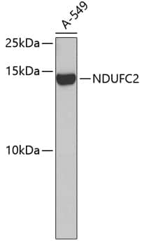 Western Blot: NDUFC2 Antibody [NBP3-38037] - Western blot analysis of lysates from A-549 cells, using NDUFC2 Rabbit pAb.Secondary antibody: HRP-conjugated Goat anti-Rabbit IgG (H+L) at 1:10000 dilution.Lysates/proteins: 25ug per lane.Blocking buffer: 3% nonfat dry milk in TBST.