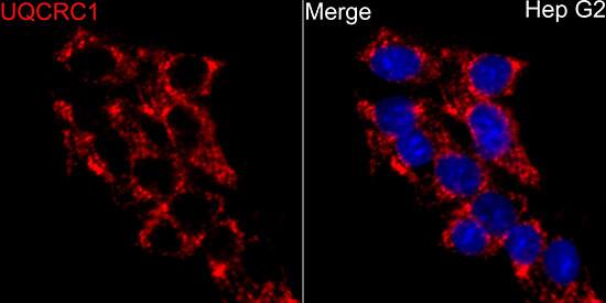 Immunocytochemistry/ Immunofluorescence: UQCRC1 Antibody [NBP3-38038] - Immunofluorescence analysis of HepG2 cells using UQCRC1 Rabbit pAb at dilution of 1:100 (40x lens). Secondary antibody: Cy3-conjugated Goat anti-Rabbit IgG (H+L) at 1:500 dilution. Blue: DAPI for nuclear staining.