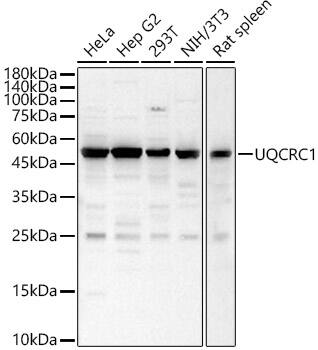 Western Blot: UQCRC1 Antibody [NBP3-38038] - Western blot analysis of various lysates, using UQCRC1 Rabbit pAb at 1:1000 dilution.Secondary antibody: HRP-conjugated Goat anti-Rabbit IgG (H+L) at 1:10000 dilution.Lysates/proteins: 25ug per lane.Blocking buffer: 3% nonfat dry milk in TBST.Detection: ECL Basic Kit.Exposure time:  30s.