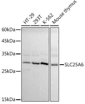 Western Blot: SLC25A6 Antibody [NBP3-38043] - Western blot analysis of various lysates using SLC25A6 Rabbit pAb at 1:1000 dilution.Secondary antibody: HRP-conjugated Goat anti-Rabbit IgG (H+L) at 1:10000 dilution.Lysates/proteins: 25ug per lane.Blocking buffer: 3% nonfat dry milk in TBST.Detection: ECL Basic Kit.Exposure time: 1s.