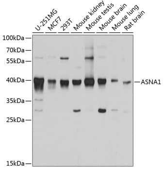 Western Blot: ASNA1 Antibody [NBP3-38047] - Western blot analysis of various lysates using ASNA1 Rabbit pAb at 1:1000 dilution.Secondary antibody: HRP-conjugated Goat anti-Rabbit IgG (H+L) at 1:10000 dilution.Lysates/proteins: 25ug per lane.Blocking buffer: 3% nonfat dry milk in TBST.Detection: ECL Basic Kit.Exposure time: 90s.