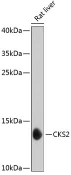 Western Blot: CKS2 Antibody [NBP3-38051] - Western blot analysis of lysates from rat liver, using CKS2 Rabbit pAb at 1:1000 dilution.Secondary antibody: HRP-conjugated Goat anti-Rabbit IgG (H+L) at 1:10000 dilution.Lysates/proteins: 25ug per lane.Blocking buffer: 3% nonfat dry milk in TBST.Detection: ECL Basic Kit.Exposure time: 30s.