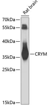Western Blot: mu Crystallin Antibody [NBP3-38052] - Western blot analysis of lysates from rat brain, using mu Crystallin Rabbit pAb at 1:1000 dilution.Secondary antibody: HRP-conjugated Goat anti-Rabbit IgG (H+L) at 1:10000 dilution.Lysates/proteins: 25ug per lane.Blocking buffer: 3% nonfat dry milk in TBST.Detection: ECL Basic Kit.Exposure time: 30s.