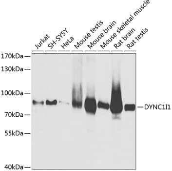 Western Blot: DNCIC1 Antibody [NBP3-38053] - Western blot analysis of various lysates using DNCIC1 Rabbit pAb at 1:1000 dilution.Secondary antibody: HRP-conjugated Goat anti-Rabbit IgG (H+L) at 1:10000 dilution.Lysates/proteins: 25ug per lane.Blocking buffer: 3% nonfat dry milk in TBST.Detection: ECL Basic Kit.Exposure time: 5s.
