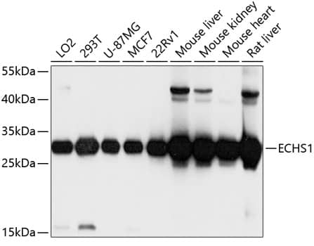 Western Blot: ECHS1 Antibody [NBP3-38054] - Western blot analysis of various lysates using ECHS1 Rabbit pAb at 1:1000 dilution. Secondary antibody: HRP-conjugated Goat anti-Rabbit IgG (H+L) at 1:10000 dilution. Lysates / proteins: 25 ug per lane. Blocking buffer: 3 % nonfat dry milk in TBST. Detection: ECL Basic Kit. Exposure time: 30s.