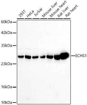 Western Blot: ECHS1 Antibody [NBP3-38054] - Western Blot analysis of various lysates using ECHS1 Rabbit pAb at 1:1000 dilution. Secondary antibody:HRP Goat Anti-Rabbit IgG (H+L)at 1:10000 dilution. Lysates / proteins: 25 ug per lane. Blocking buffer: 3 % nonfat dry milk in TBST. Detection:ECL Basic Kit. Exposuretime: 30s.