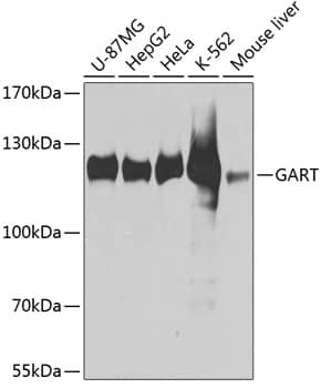 Western Blot: GART Antibody [NBP3-38056] - Western blot analysis of various lysates using GART Rabbit pAb at 1:1000 dilution.Secondary antibody: HRP-conjugated Goat anti-Rabbit IgG (H+L) at 1:10000 dilution.Lysates/proteins: 25ug per lane.Blocking buffer: 3% nonfat dry milk in TBST.Detection: ECL Basic Kit.Exposure time: 90s.