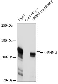 Immunoprecipitation: hnRNP U Antibody [NBP3-38059] - Immunoprecipitation analysis of 300 ug extracts of Jurkat cells using 3 ug hnRNP U antibody. Western blot was performed from the immunoprecipitate using hnRNP U antibody at a dilution of 1:1000.